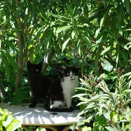 Latteletto Tortoreto