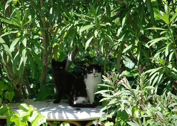 Latteletto 托尔托雷托